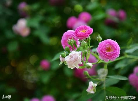 薔薇種植|薔薇的栽培照護方法